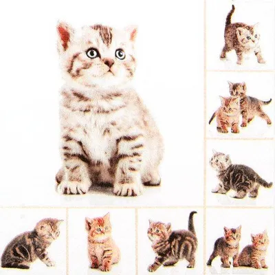 Image de Serviettes 33x33 cm - Meow