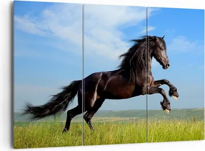 Produktbild von Bild auf Leinwand - Leinwandbild - Schwarzes Pferd Pferd Galopp - 165x110cm - Wand Bild - Wanddeko - Leinwanddruck - Bilder - Kunstdruck - Wanddekoration - Leinwand bilder - Wandkunst - CE165x110-0495