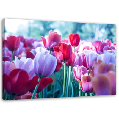 Produktbild von Leinwandbild tulpenwiese 120x80 cm Feeby rosa wandbild bereit zum aufhängen