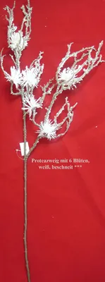 Produktbild von 1 Proteazweig mit 6 Blüten beschneit, weiß, ca. 70 cm