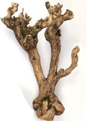 Produktbild von Flieder Holz klein, Länge ca. 40cm | Dekoholz