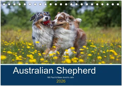 Produktbild von Australian Shepherd 2026 (Tischkalender 2026 DIN A5 quer), CALVENDO Monatskalender