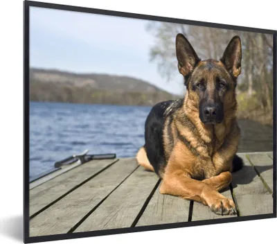Produktbild von MuchoWow® Gerahmtes Poster Ein Deutscher Schäferhund auf einer Seebrücke 80x60 cm - Poster mit Schwarzem Bilderrahmen Wandposter Rahmen Foto Bilder - Schwarzem - Mit Gestell