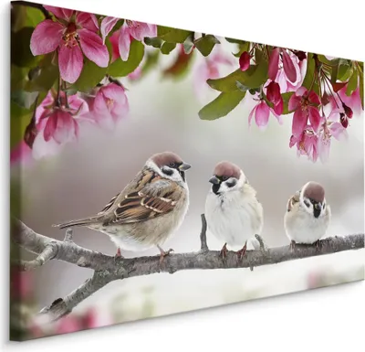 Produktbild von Fabelhafte Canvas LEINWAND BILDER 90x60 cm XXL Kunstdruck Vögel Spatzen Magnolien