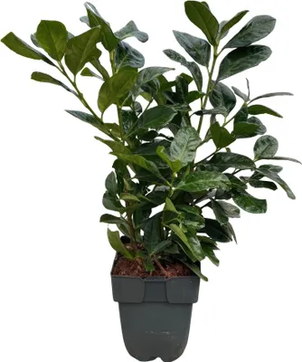 Immagine prodotto di Alloro ciliegio (Prunus laurocerasus) Etna, siepe, foglie verdi, 6 piante, 1 metro