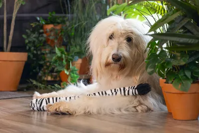 Obrázek produktu pro Hračka pro psy Beeztees Jungle Zebra Tail