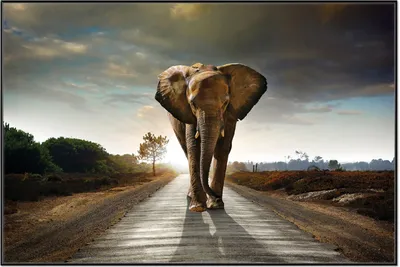 Produktbild von Wallario Wandbild Elefant bei Sonnenaufgang in Afrika, Größe: 61 x 91,50 cm, Poster mit schwarzem Aluminiumrahmen