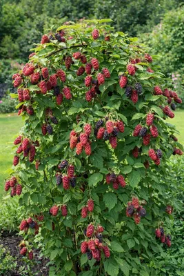Immagine prodotto di Tayberry senza spine - Rubus 'Buckingham Tayberry' - incrocio di more e lamponi, cespuglio di bacche di 50-60 cm