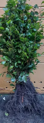 Produktbild von 1x Rotbuche Fagus sylvatica 60-100 cm wurzelnackt Buchenhecke Hecke