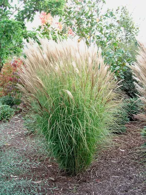Produktbild von Stauden Gänge 10 x Miscanthus sinensis 'Silberspinne' im 1 Liter Topf - Weißes Chinaschilf - Silberne Schönheiten für zeitlose Eleganz - Winterhart