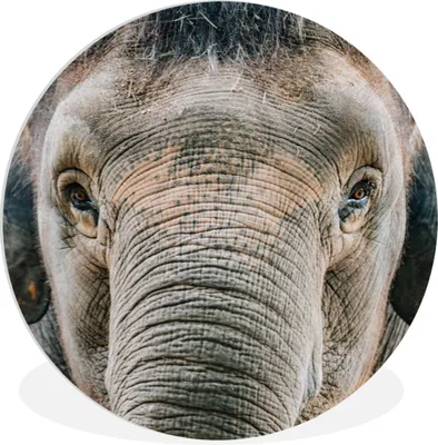 Produktbild von MuchoWow® Rundes Wandbild - Runde Bilder Elefant - Porträt - Tiere - Grau Ø 60 cm Kreis Wanddekoration Kunststoff - Wandkreis - Wandschmuck - Wand Kreis - Das Schlafzimmer - Die Bilder - Wandmalerei - Kunst für das Haus - das Plastik