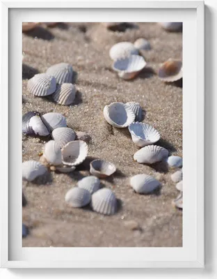 Produktbild von Muscheln am Strand– Wandbild mit Rahmen – Gerahmtes Bild  – Wanddekoration – 60x80 cm –  Weiß Rahmen