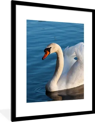 Produktbild von MuchoWow® Gerahmtes Poster Schwan - Wasser - Vogel - Weiß 60x80 cm - Poster mit Schwarzem Bilderrahmen Wandposter Rahmen Foto Bilder - Wohnzimmer - Dekorationen - Prämie