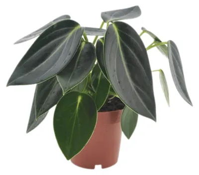 Obrázek produktu pro Gardners Peperomia Vanilla, průměr 12 cm