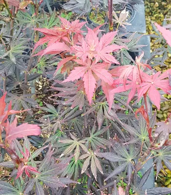 Image de Acer palmatum 'Trompenburg' / Erable du Japon