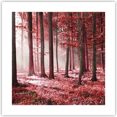 Produktbild von Poster - Poster ohne Rahmen - Wald Rot Bäume - 40x40 cm - Wand Bild - Wanddeko - Wandbilder - Kunstposter - Wandposter - Bilder - Kunstdruck - Wanddekoration - Wandbild - P2XAC40x40-4944