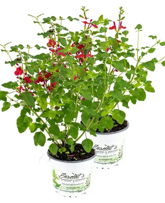 Produktbild von Enseleits 2er Set Johannisbeer-Salbei, Salvia microphylla, Kräuter Pflanze