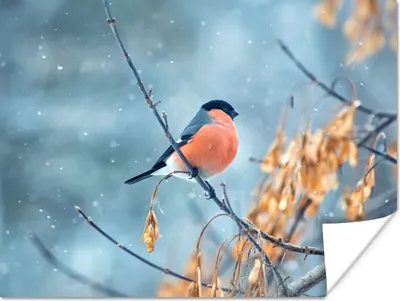 Produktbild von MuchoWow® Poster Rotkehlchen - Vogel - Schnee - Herbstliche Blätter 160x120 cm - Foto Plakat