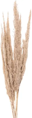 Obrázek produktu pro Sušené květiny Clayre & Eef 5DF0034, 100 cm, béžová barva (10 kusů)