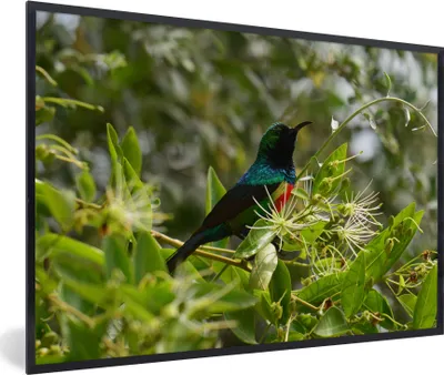 Produktbild von MuchoWow® MuchoWow® Gerahmtes Poster Vogel zwischen den Blättern im Dschungel 60x40 cm - Poster mit zchwarzem Bilderrahmen - Printing - Wanddeko Schlafzimmer