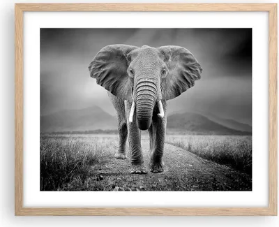 Produktbild von Gerahmtes Poster - Rahmen in heller Eiche - Elefant Wildnis Natur - 50x40 cm - Wand Bild - Wanddeko - Wandbilder - Kunstposter - Wandposter - Bilderrahmen - Bilder - Kunstdruck - P2NAA50x40-4966