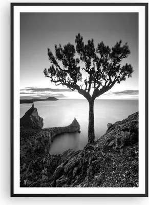 Produktbild von Gerahmtes Poster - Schwarzer Rahmen - Baum Schwarzweiß Ansicht - 70x100 cm - Wand Bild - Wanddeko - Wandbilder - Wandposter - Bilderrahmen - Bilder - Kunstdruck - Wandbild - P2BPA70x100-4297
