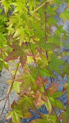 Image de Acer palmatum / Erable du Japon