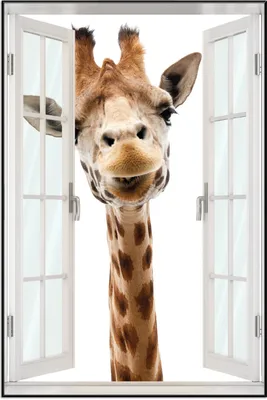 Produktbild von Wallario Wandbild mit Fenster-Illusion: Giraffenkopf, Größe: 61 x 91,5 cm, Poster mit schwarzem Aluminiumrahmen