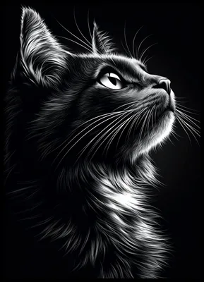 Image de Affiche 50 x 70 cm Portrait d'animal pour le salon | Chat | Noir et blanc
