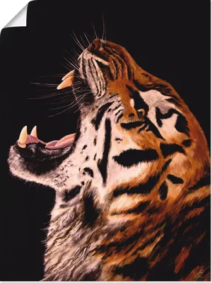 Produktbild von ARTland Poster Tiger Größe: 60x80 cm
