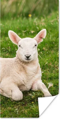 Produktbild von MuchoWow® Poster Schafe - Tiere - Lamm 60x120 cm - Wandschmuck