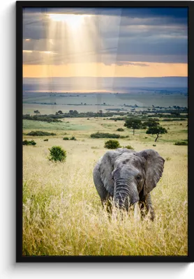 Produktbild von MuchoWow® MuchoWow® Gerahmtes Poster Elefant - Tiere - Landschaft - Sonne - Natur 60x90 cm - Poster mit zchwarzem Bilderrahmen - Kunst