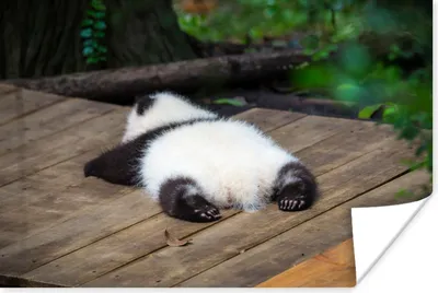 Produktbild von MuchoWow® Poster Tier - Panda - Schlafend 120x80 cm - Bilder