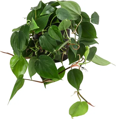 Produktbild von Dehner Baumfreund, Philodendron scandens, in Hydrokultur, 20-30 cm inkl. Pflanztopf, Ø Topf 12 cm, Zimmerpflanze