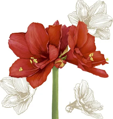 Produktbild von Servietten 33x33 cm - Blossom Red