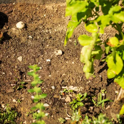 Produktbild von UPP Gartenfräse 2 in 1 Handgerät Krümler Kultivator Bodenkrümler Sternfräse