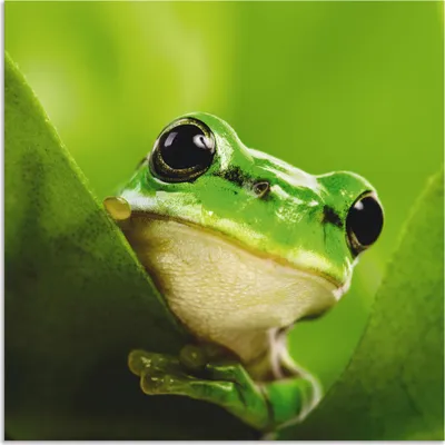 Produktbild von ARTland Wandbild Alu für Innen & Outdoor Ausspähender Frosch Größe: 70x70 cm