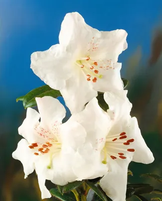 Produktbild von Rhododendron arborescens, duftend, 50–60 cm