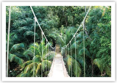 Produktbild von Poster - Poster ohne Rahmen - Tropen Dschungel Brücke - 100x70 cm - Wand Bild - Wanddeko - Wandbilder - Kunstposter - Wandposter - Bilder - Kunstdruck - Wanddekoration - Wandbild - P2XAA100x70-4963