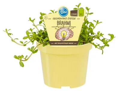 Immagine prodotto di Brahmi biologico - Bacopa monnieri - Pianta aromatica in vaso da 12 cm