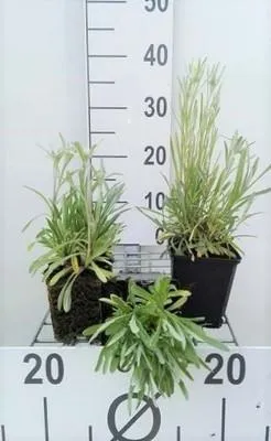 Obrázok produktu pre 6 x Leontopodium alpinum (edelweiss) - alpský edelweiss - kvetináč 9 x 9 cm