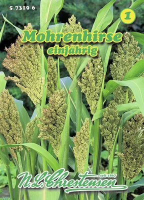 Artikelbild 1 von 'Mohrenhirse' aus der Kategorie Blumensamen