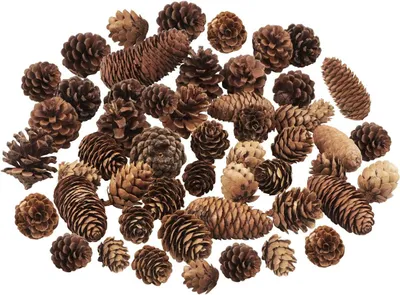 Productafbeelding van Kerstdennenappels - Set van 40 - Dennenappels - Decoratie - Meerdere maten - Natuurlijk - Kerstboom - Vazenvulling