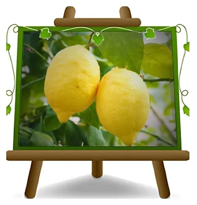Obrázok produktu pre Citrusový lemónový strom – rastlina s 4 ročnými sezónami, výška 180 cm