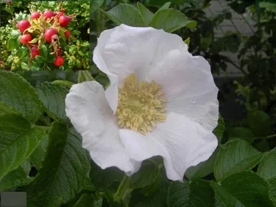 Produktbild von Rosa rugosa Alba - Weiße Apfelrose - Kartoffelrose - Hagebutte
