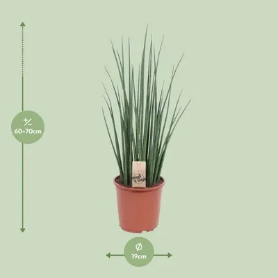 Immagine prodotto di Sansevieria – Sansevieria Mikado – Pianta da appartamento – Ø19 cm – ↕70 cm – Lingua della suocera – Facile da curare e purificatrice dell'aria