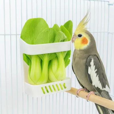 Produktbild von Gemüseständer für Vögel mit Käfigbefestigung – 2er Set für kleine und mittlere Papageien