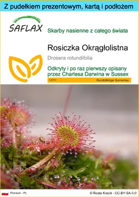 Zdjęcie produktu dla SAFLAX - Zestaw prezentowy - Rosiczka Okrągłolistna - 50 Nasiona - Z pudełkiem upominkowym, etykietą wysyłkową, kartą podarunkową i podłożem uprawowym - Drosera rotundifolia