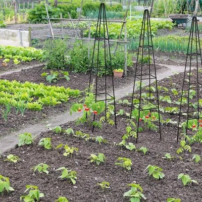 Obrázok produktu pre Čierna kovová opora na rastliny, výška 204 cm, určená na ruže