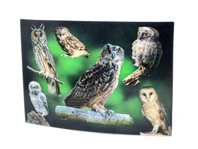 Produktbild von 3 D Ansichtskarte Eulen, Postkarte Wackelkarte Hologrammkarte Tiere Tier Vogel Eule